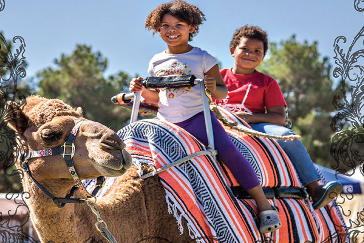 Camel-Rides